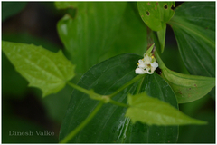 Commelina suffruticosa